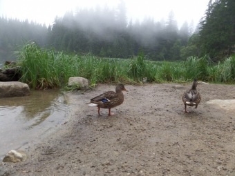 23. – 28. 8. 2015 Slovensko - Nízké Tatry s DSS Bardějov