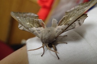 12. – 14.6. 2015 Přehazovaná Dřevěnice - XX. ročník - ? Lišaj lipový