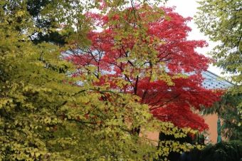 Foto Iscarex - Honza Šimůnek a Markéta Černá: 2. ročník běžeckého krosu Okolo Žampachu 23.10. 2016