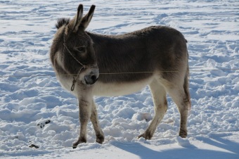 2017 Vycházka na běžkách v okolí domova (27.1.)