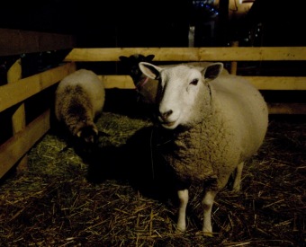 12.12 2014  Vánoční akce - Jarmark - dětské dílny - koncert