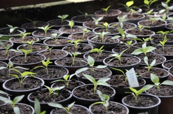 Zahradnictví - aktivizační centrum - jarní práce 2016