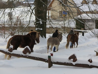 2017 Chov domácích zvířat - zooterapie