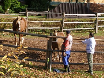 2017 Chov domácích zvířat - zooterapie