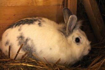 2017 Chov domácích zvířat - zooterapie