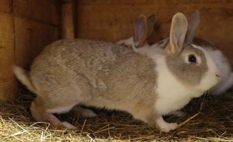 2017 Chov domácích zvířat - zooterapie