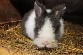 2017 Chov domácích zvířat - zooterapie