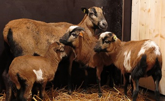 2017 Chov domácích zvířat - zooterapie