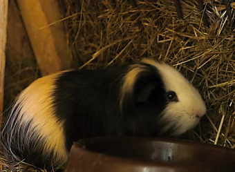 2017 Chov domácích zvířat - zooterapie