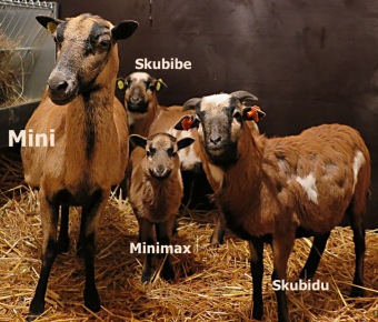 2017 Chov domácích zvířat - zooterapie