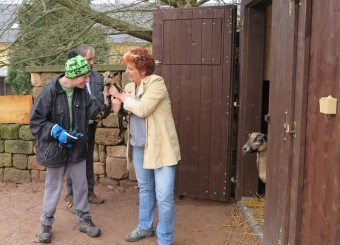 2017 Chov domácích zvířat - zooterapie - ovce kamerunské