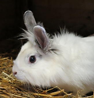 2017 Chov domácích zvířat - zooterapie