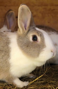 2017 Chov domácích zvířat - zooterapie