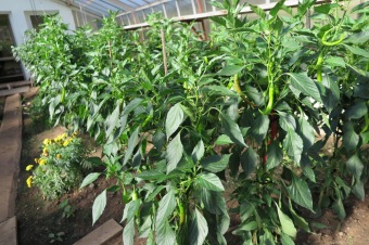 2018 Zahradnictví - moštování ovoce (7.8.)