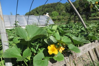 2018 Zahradnictví - moštování ovoce (7.8.)