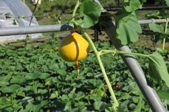 2018 Zahradnictví - moštování ovoce (7.8.)