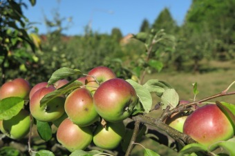 2018 Zahradnictví - moštování ovoce (7.8.)