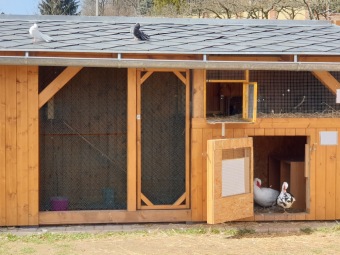 2021 Chov domácích zvířat a zooterapie