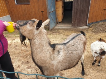 2021 Chov domácích zvířat a zooterapie