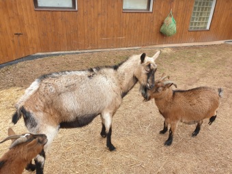 2021 Chov domácích zvířat a zooterapie