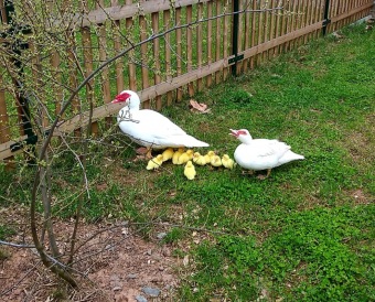 2021 Chov domácích zvířat a zooterapie
