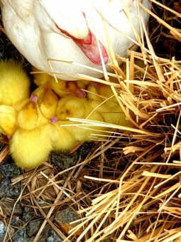 2021 Chov domácích zvířat a zooterapie