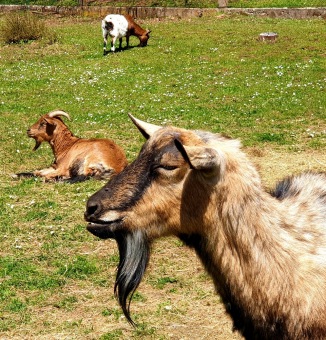 2021 Chov domácích zvířat a zooterapie