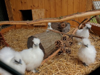 2021 Chov domácích zvířat a zooterapie