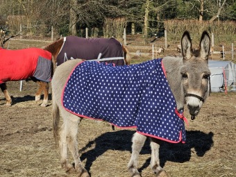 2024 Zooterapie v zimě (teploty až -12) - leden