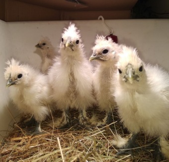 2021 Chov domácích zvířat a zooterapie