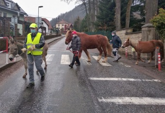 2021 Chov domácích zvířat a zooterapie