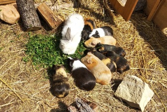 2021 Chov domácích zvířat a zooterapie