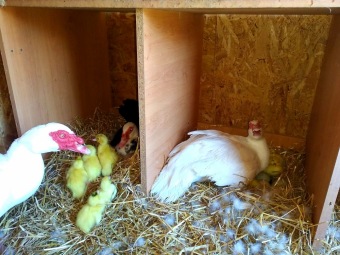 2021 Chov domácích zvířat a zooterapie