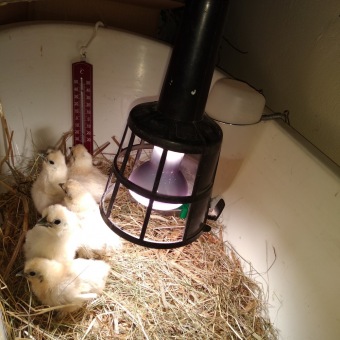 2021 Chov domácích zvířat a zooterapie