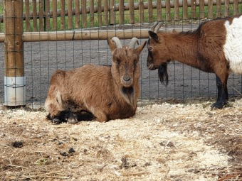 2021 Chov domácích zvířat a zooterapie