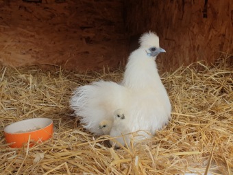 2023 Chov domácích zvířat a zooterapie