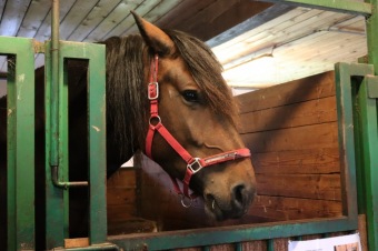 2025 Rebeka - naše nová klisnička si zvyká na nový domov (8.9.)