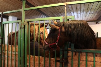 2025 Rebeka - naše nová klisnička si zvyká na nový domov (8.9.)