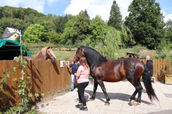 2025 Rebeka - naše nová klisnička si zvyká na nový domov (8.9.)