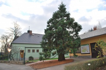 2017 Specializovaná služba pro děti a mladé dospělé - zahájena (15.11.)