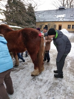 2019 Specializovaná služba (SSDD) - aktivity - zooterapie (20.1.)
