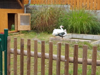 2020 Český dvorek - dokončení - vybavení pro chov...