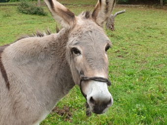 2020 Český dvorek - dokončení - vybavení pro chov...