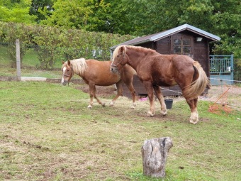 2020 Český dvorek - dokončení - vybavení pro chov...