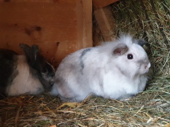 2020 Český dvorek - dokončení - vybavení pro chov...