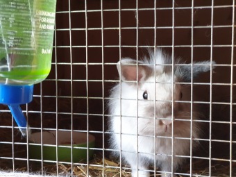 2020 Český dvorek - dokončení - vybavení pro chov...