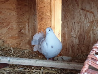 2021 Český dvorek a zooterapie