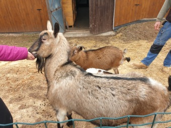 2021 Český dvorek a zooterapie