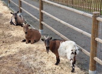 2021 Český dvorek a zooterapie