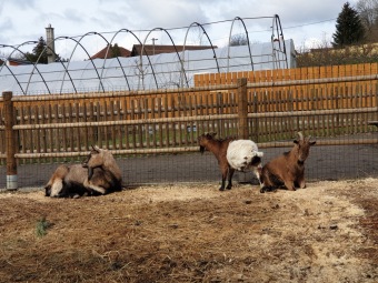 2021 Český dvorek a zooterapie